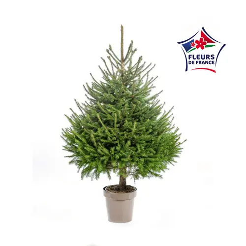 Sapin de Noël naturel en pot Picea Excelsa botanic® - 100 à 125 cm