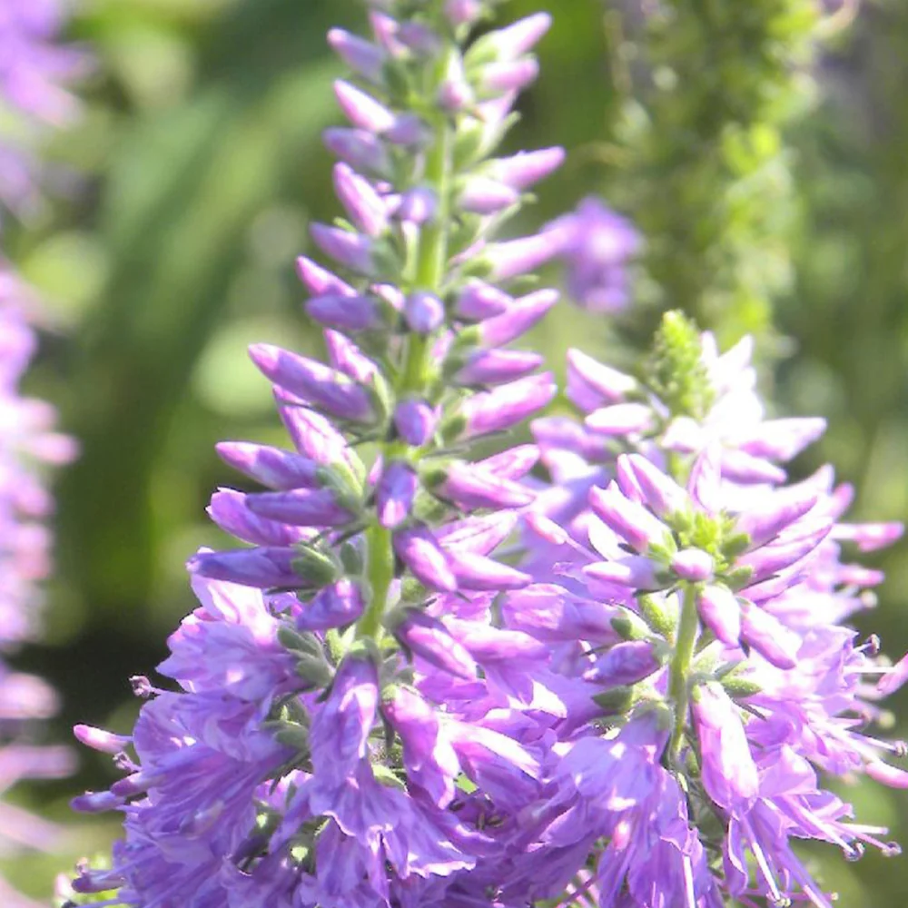 Veronique longifolia Lilac Fantasy Veronica longifolia lilac fantasy