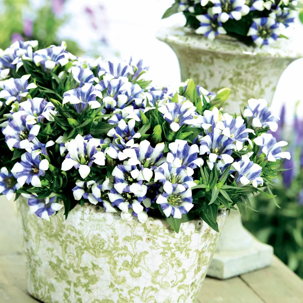 Gentiane Diamant des montagnes Gentiana scabra rocky diamond