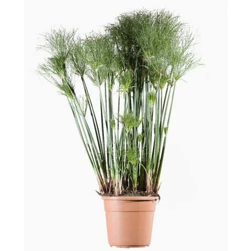 Cyperus Papyrus Nana (Souchet à papier nain) 30/40 en pot de 5 L vert