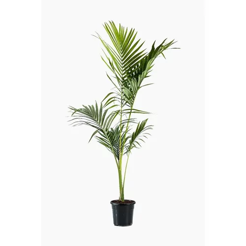 Archontophoenix Alexandrae (palmier Alexandra) en pot de 15 L vert