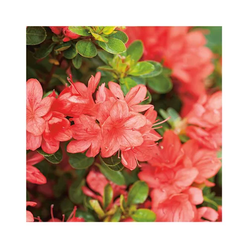 Azalée japonaise Sakata red coloris rouge. Le pot de 5 litres.