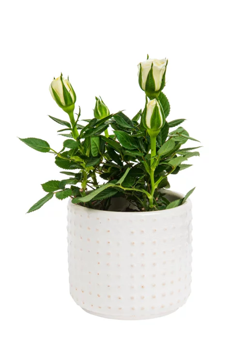 Rosier avec cache pot en céramique beige Ø 6 cm