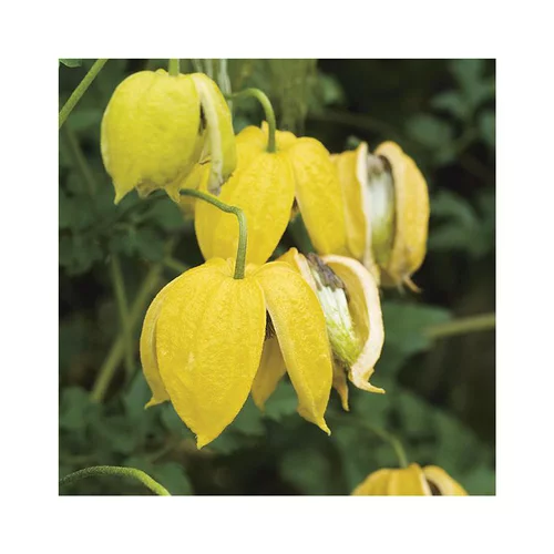 CLEMATITE TANGUTICA. Le pot de 3 litres