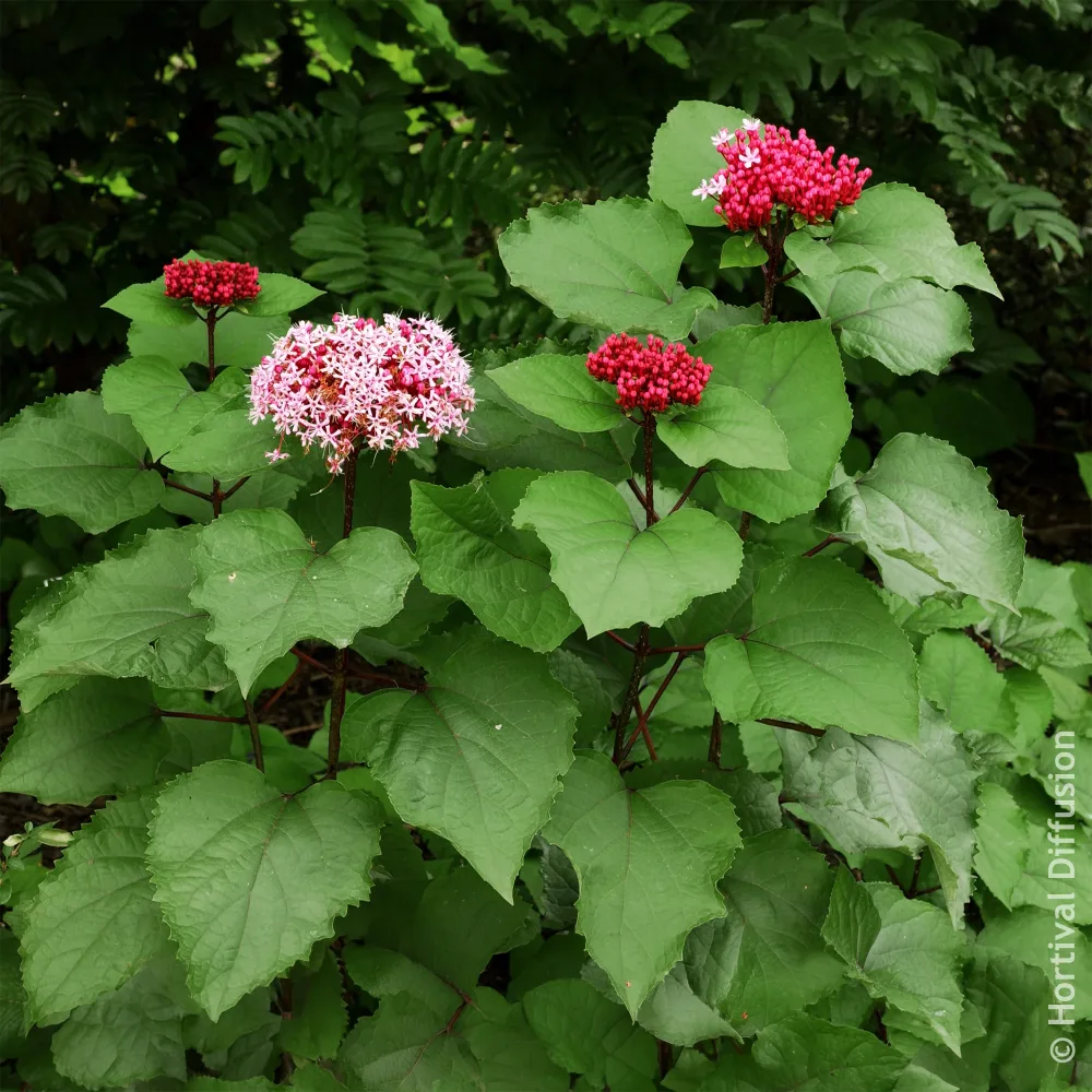 Clérodendron de Bunge Clerodendrum bungei