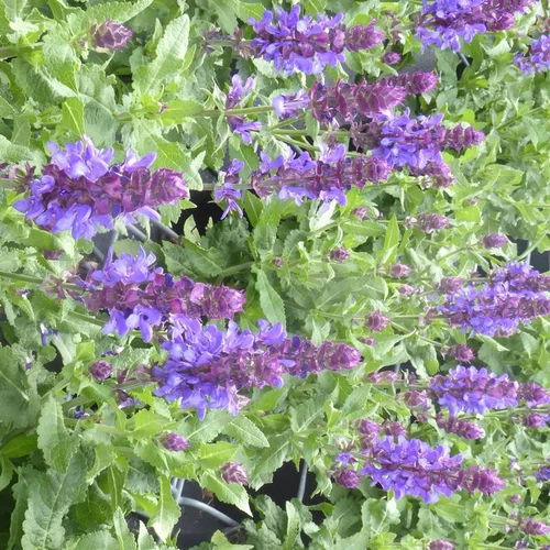 Sauge Nemerosa Sensation Cpt violet - Le pot de 12 cm