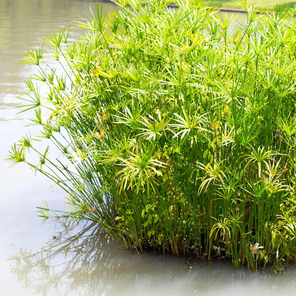 Papyrus à feuilles alternes Cyperus alternifolius
