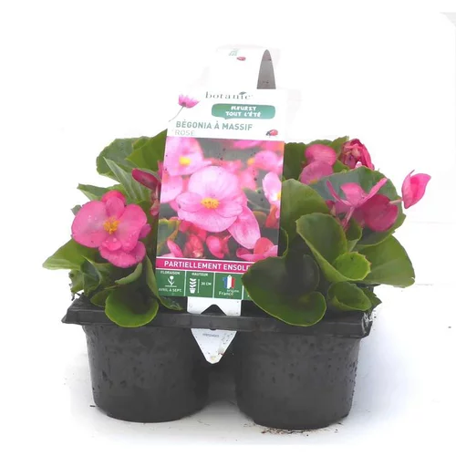 Bégonia à massifs rose - Le pack de 6 plants