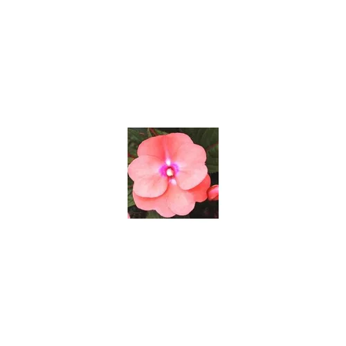 Impatiens - La suspension diam 27 cm