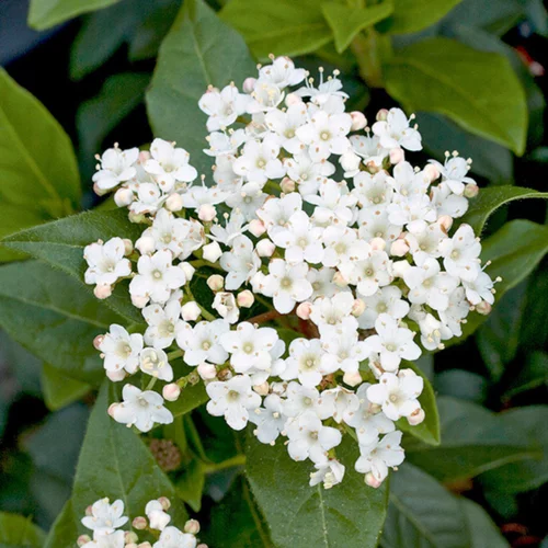 Laurier-tin (Viorne tin) Giganteum blanc. Le pot de 3 litres