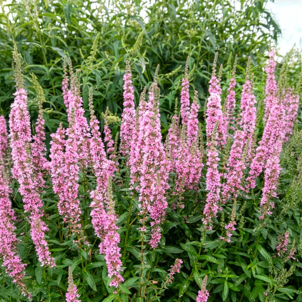 Salicaire commune Blush Lythrum salicaria Blush