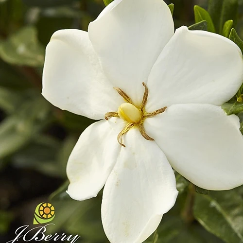 Gardénia Sweetheart Gardenia sweetheart