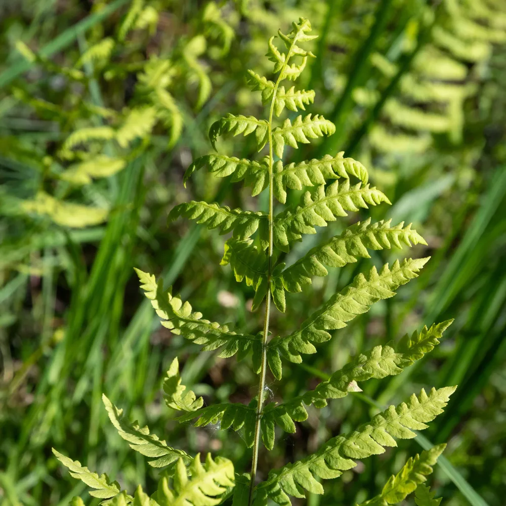 Fougère des marais Thelypteris palustris