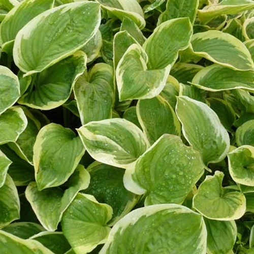 Hosta Diana Remembered Hosta diana remembered