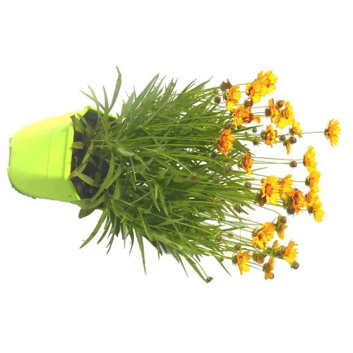 Coréopsis vivace - Le pot de 5 litres