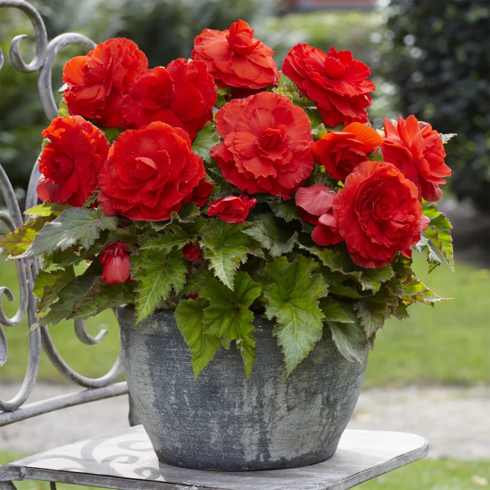 5 Bégonias doubles rouges Begonia superba Red