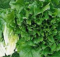 Chicoree Frisee. La barquette de 12 plants