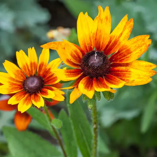 Coréopsis UPTICK GOLD & BRONZE - Le pot de 2 litres
