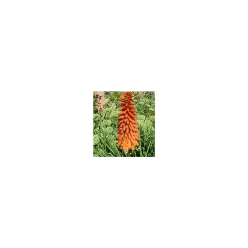 Kniphofia - Le pot de 2,5 litres