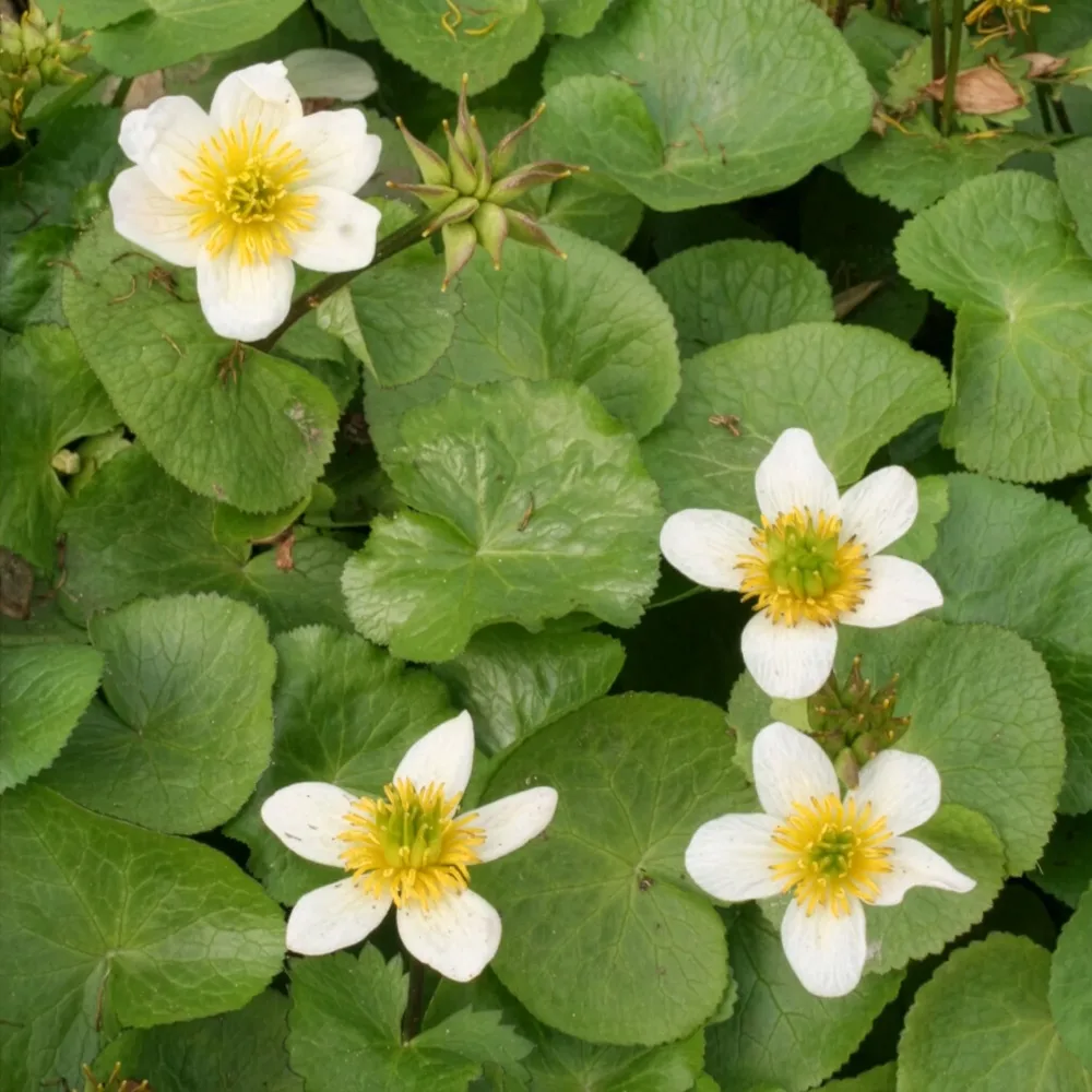 Populage blanc des marais Caltha alba