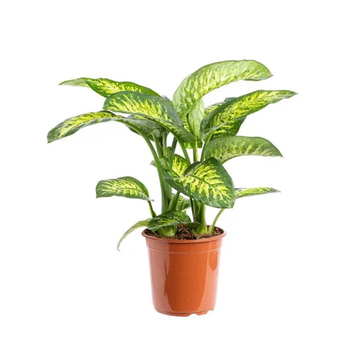 Dieffenbachia Tropic Snow pot Ø24xH100 cm