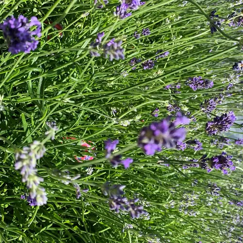 Lavande Angustifolia Dwarf Blue bleu. Le pot de 7,5 litres