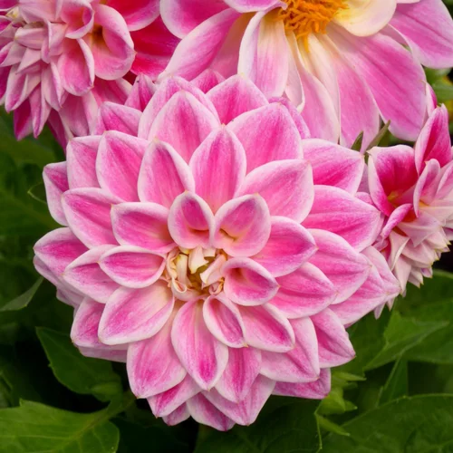 Dahlia Gallery à fleurs multicolores. Le pot de 16cm