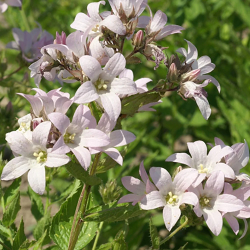 Campanule laiteuse Loddon Anna Campanula lactiflora loddon anna