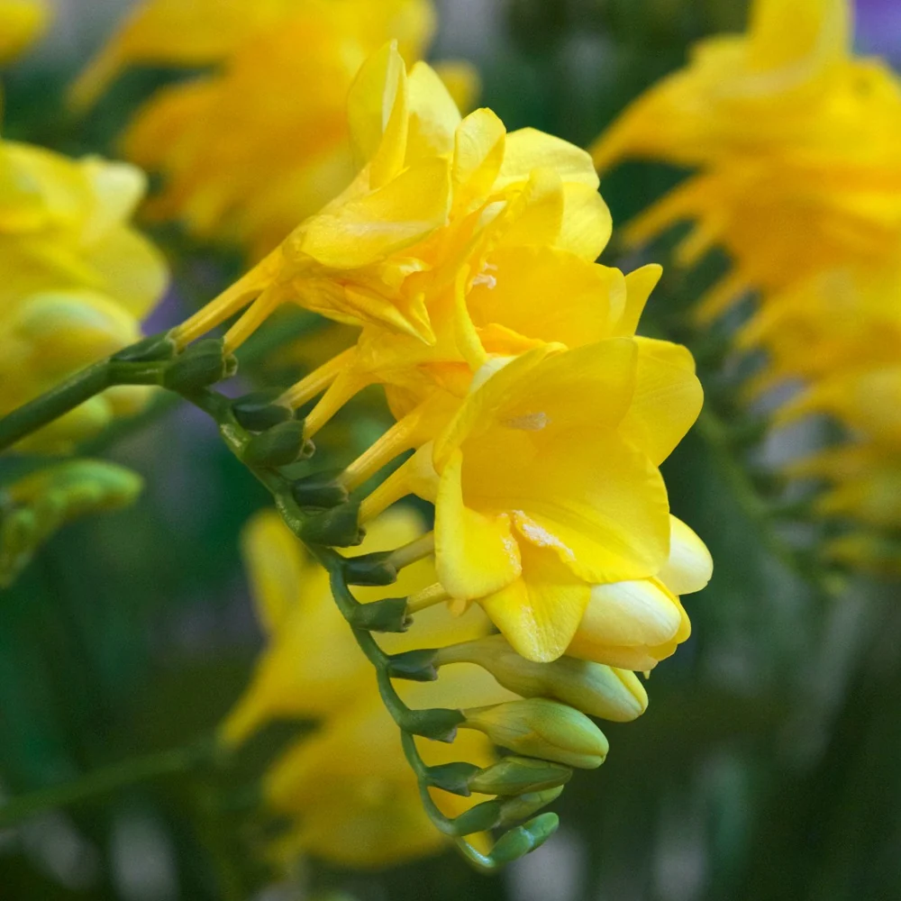 15 Freesia simple jaune Freesia 'yellow'