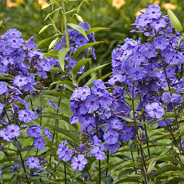 6 x Phlox paniculé 'Blue Paradise' – Phlox paniculata 'Blue Paradise', godet 9cm x 9cm