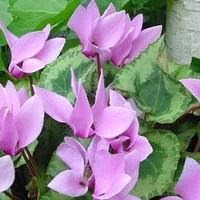 Cyclamen Vivace - Le godet