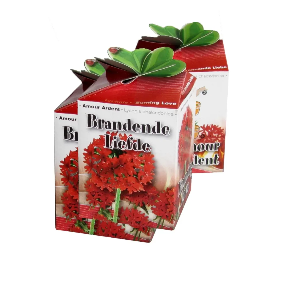 Kit Amour Ardent Lychnis chalcedonica
