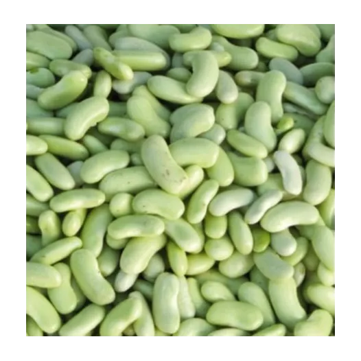 Bio zaden van Stamdroogboon Flageolet Chevrier vert