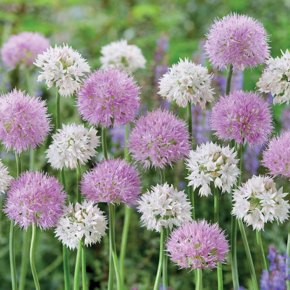 10 Alliums Graceful Beauty Allium graceful beauty