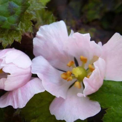 Podophylle pelté Podophyllum hexandrum