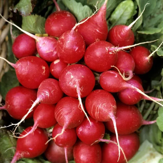 Biologische zaden van Radijs Cherry Belle