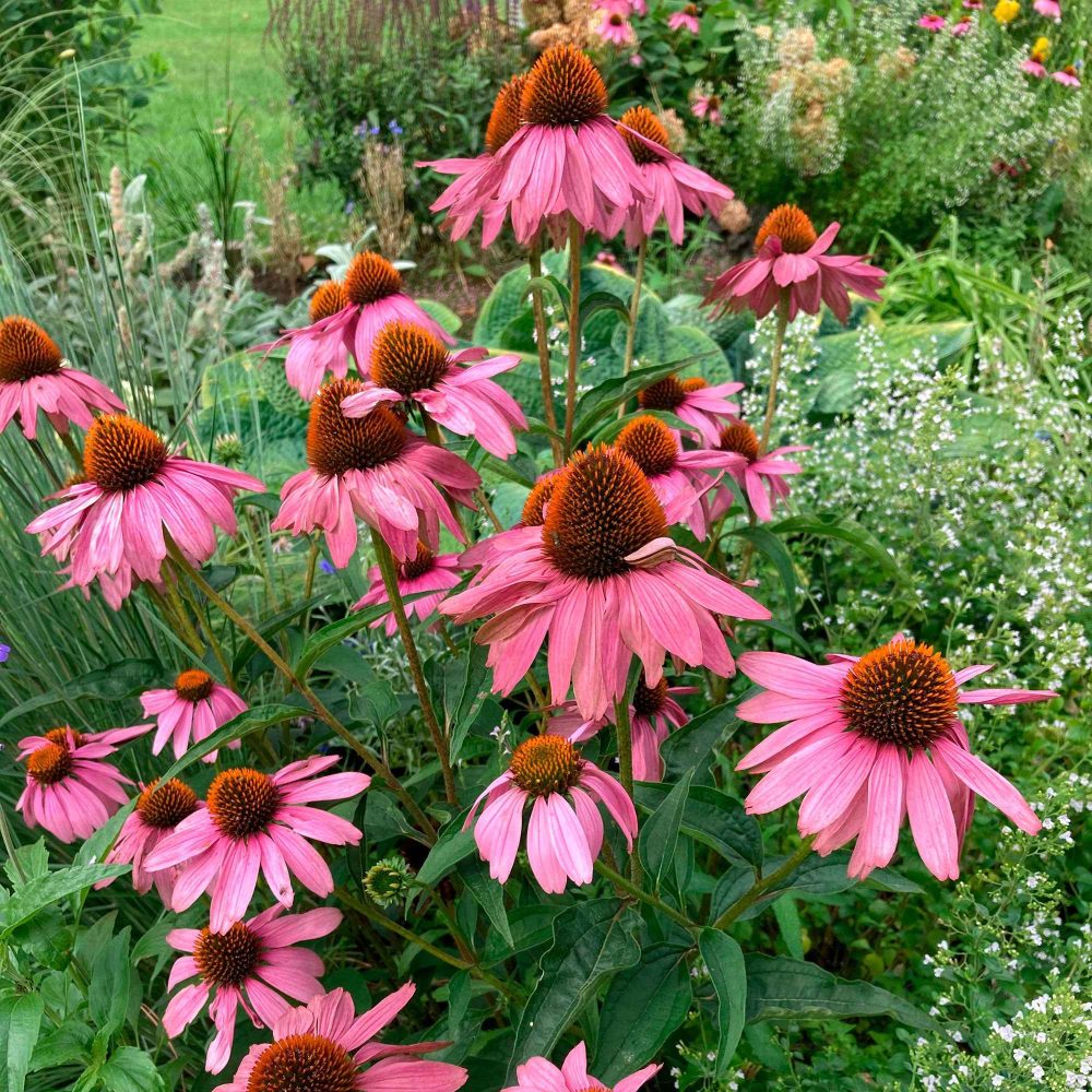 Echinacée pourpre Magnus Superior Echinacea purpurea magnus superior