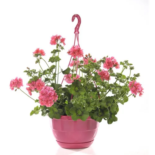 Géranium lierre à fleurs doubles - La suspension