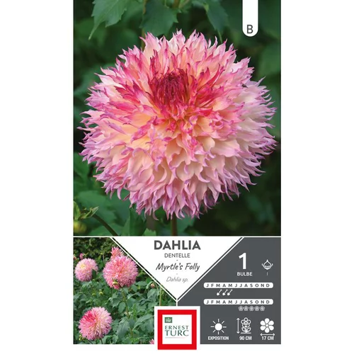 Dahlia fleurs géantes rose Ernest Turc Myrtle’s folly - 1 bulbe