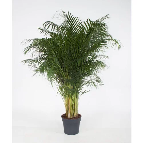 Dypsis Lutescens (Areca) pot Ø31 cm/ H170 cm