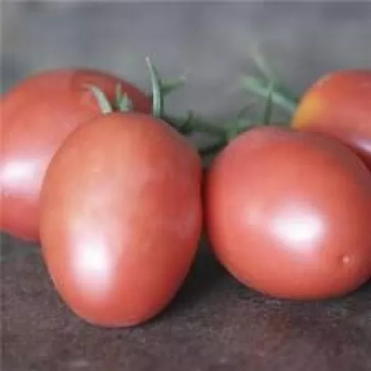 Biologische zaden van Rozetomaat Olirose de St Domingue