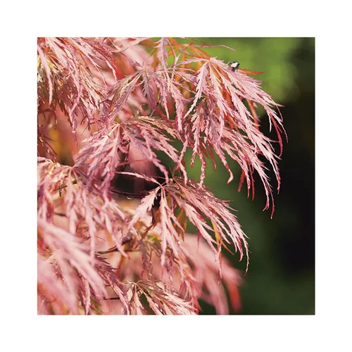 Erable du Japon (ACER PALMATUM DISSECTUM ORNATUM ) Le pot de 7 litres