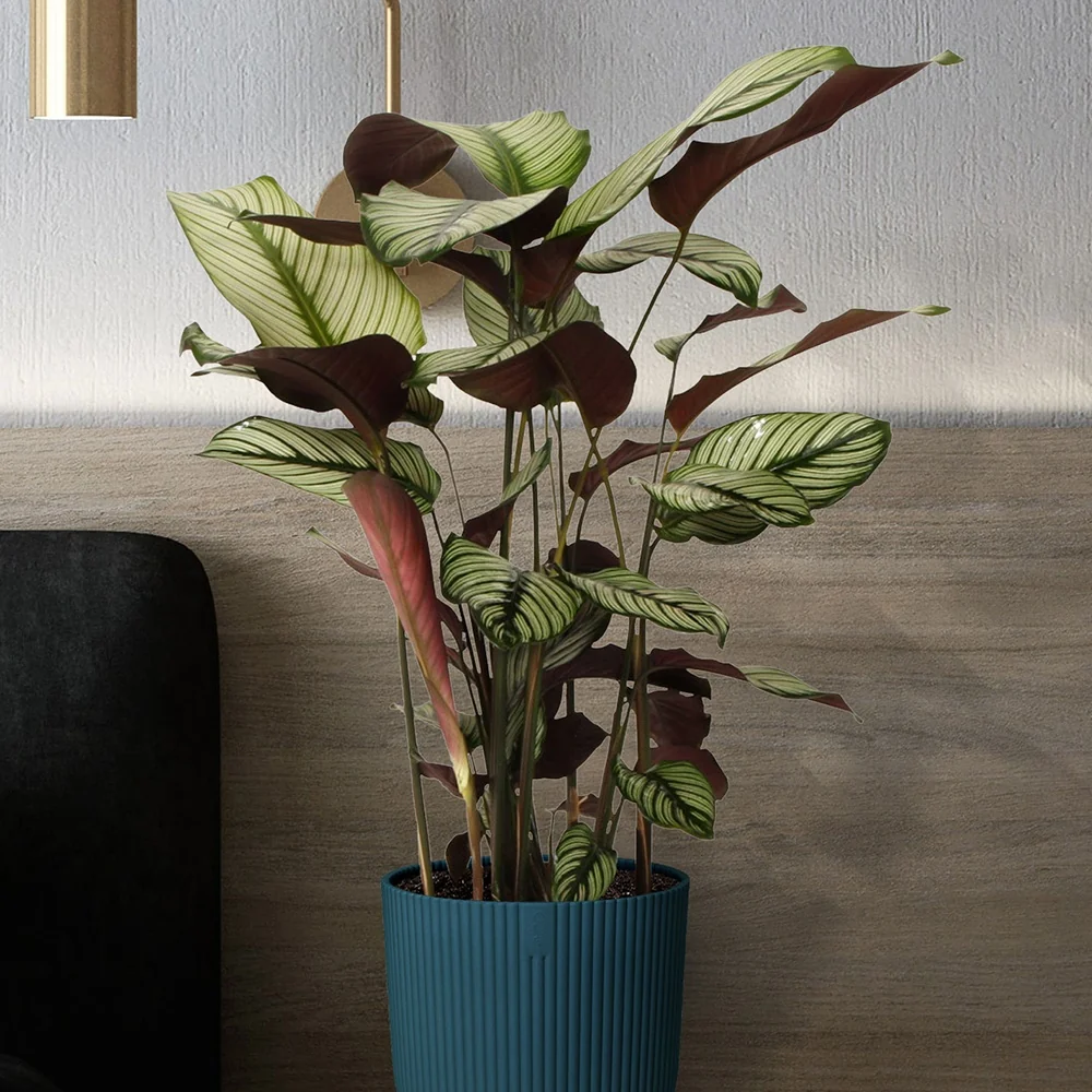 Calathéa White Star Calathea white star