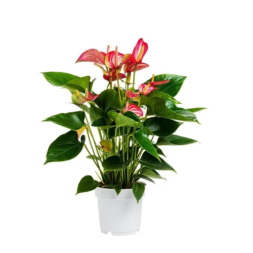 Anthurium Royal Livium pot Ø14 cm/ H50 cm