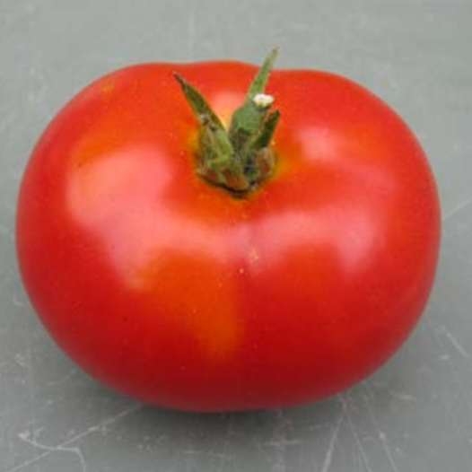 Tomaat Potager de Vilvorde | Tomatenzaden
