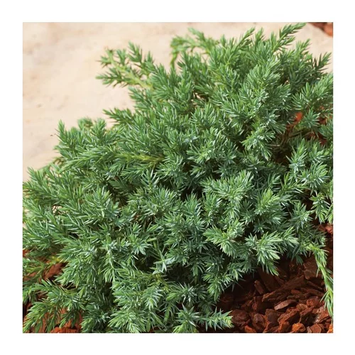 Genévrier Blue Carpet - pot 2 L