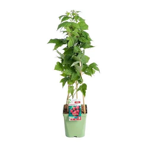 Framboisier Autumn Bliss Bio. Le pot de 5 litres
