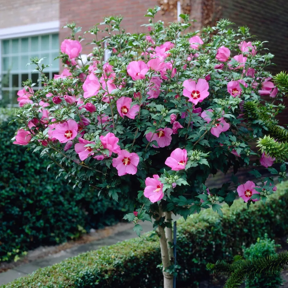 Hibiscus de jardin sur tige Hibiscus syriacus