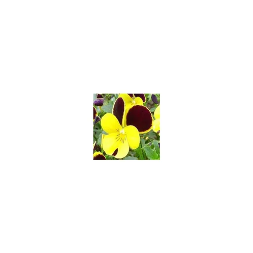 Viola Cornuta - Le pot de 10.5 cm