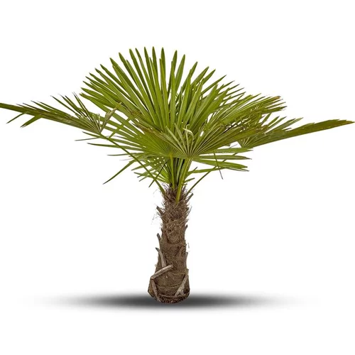 Trachycarpus Fortunei appelé Palmier de Chine. Le pot de 7 litres